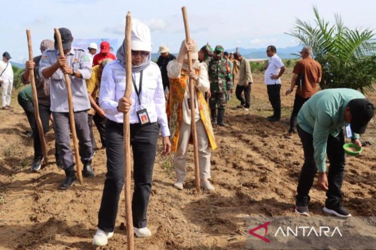 Disbunnak Kalsel siapkan 17.000 ha lahan untuk swasembada pangan