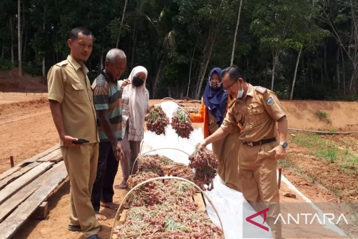 Petani OKU panen raya bawang merah