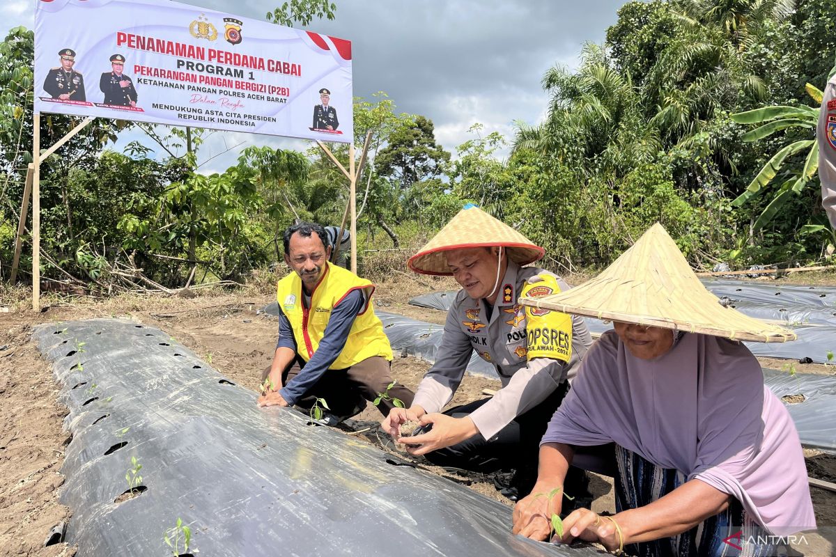 Polres Aceh Barat tanam cabai wujudkan ketahanan pangan di masyarakat