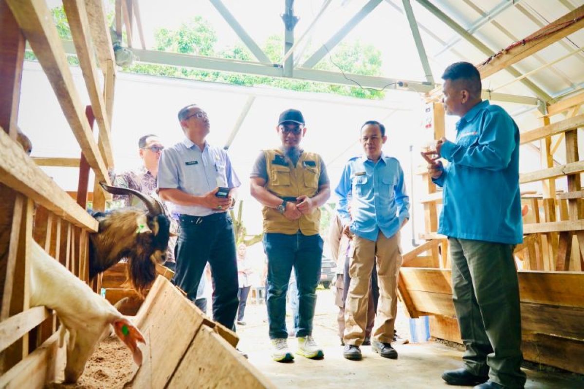 PLN Babel serahkan bantuan TJSL pemberdayaan kelompok kambing perah di Pangkalpinang