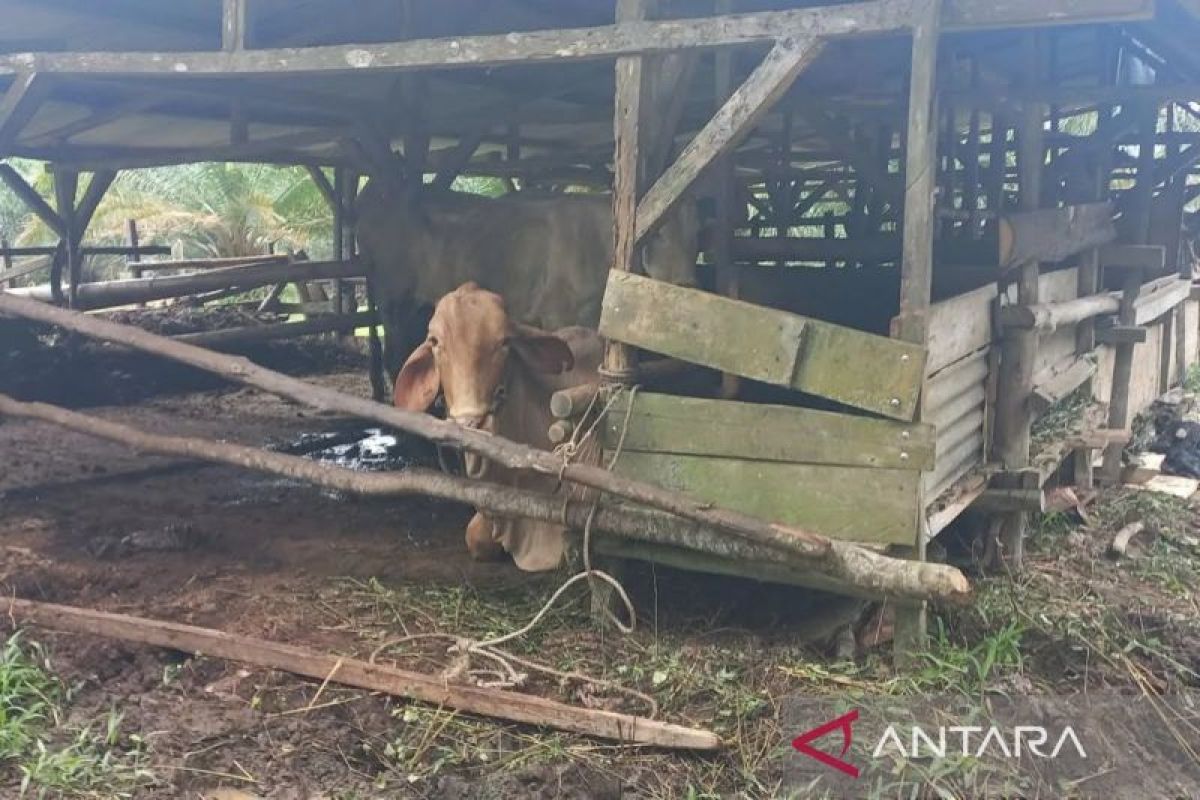 Pemkab Bangka Tengah galakkan program swasembada daging