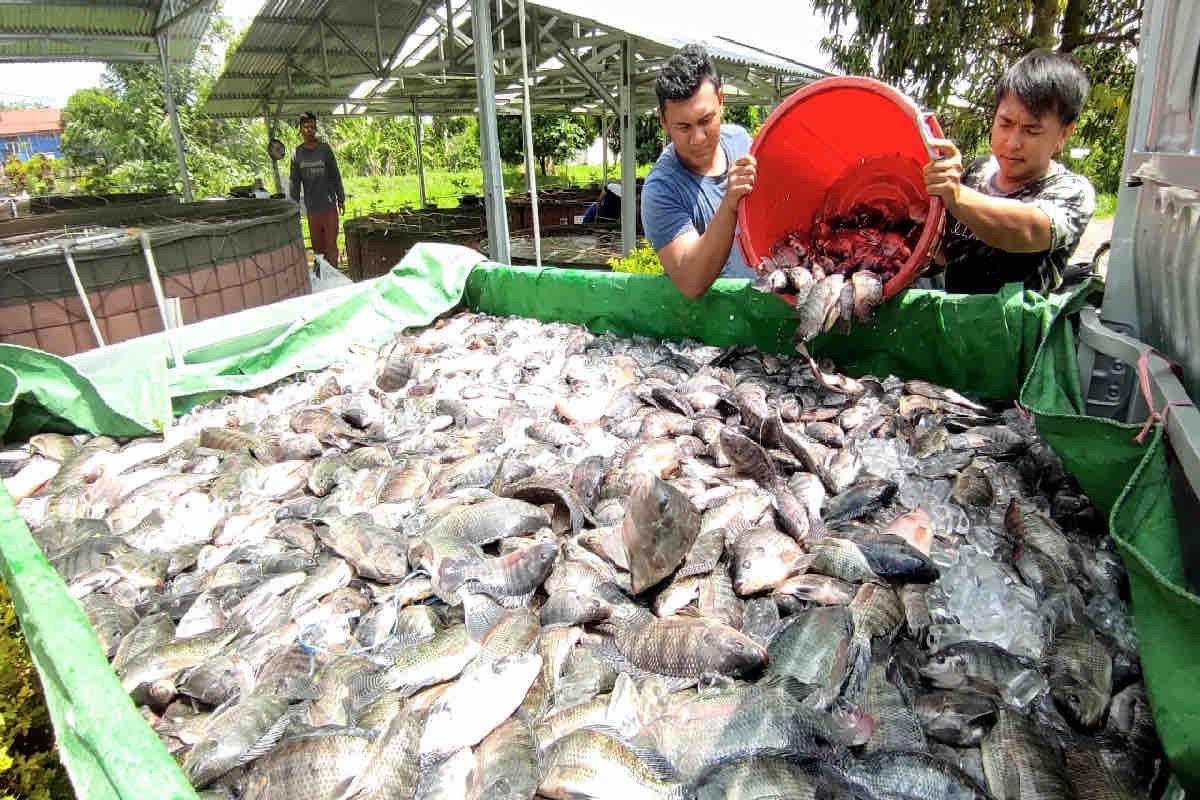 KKP menyalurkan 84,8 juta benih dan calon induk ikan