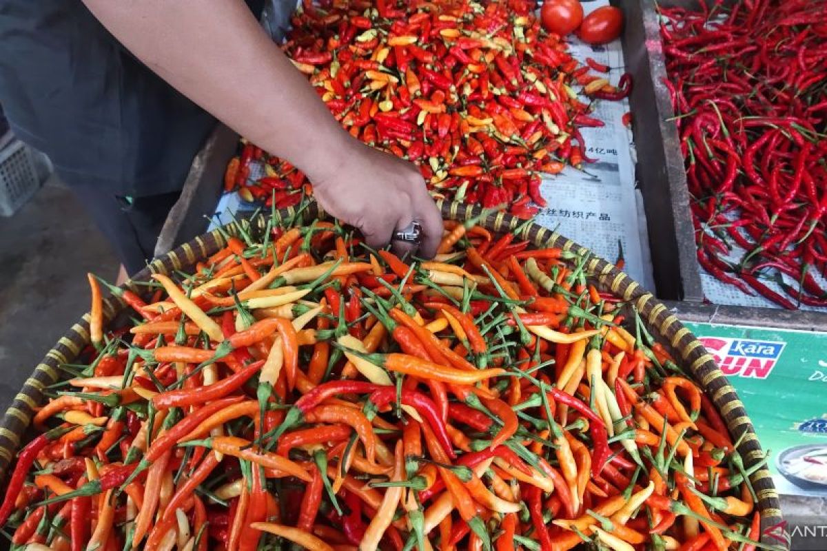 Harga cabai di pasar Tanjungpandan capai Rp76 ribu per kilogram