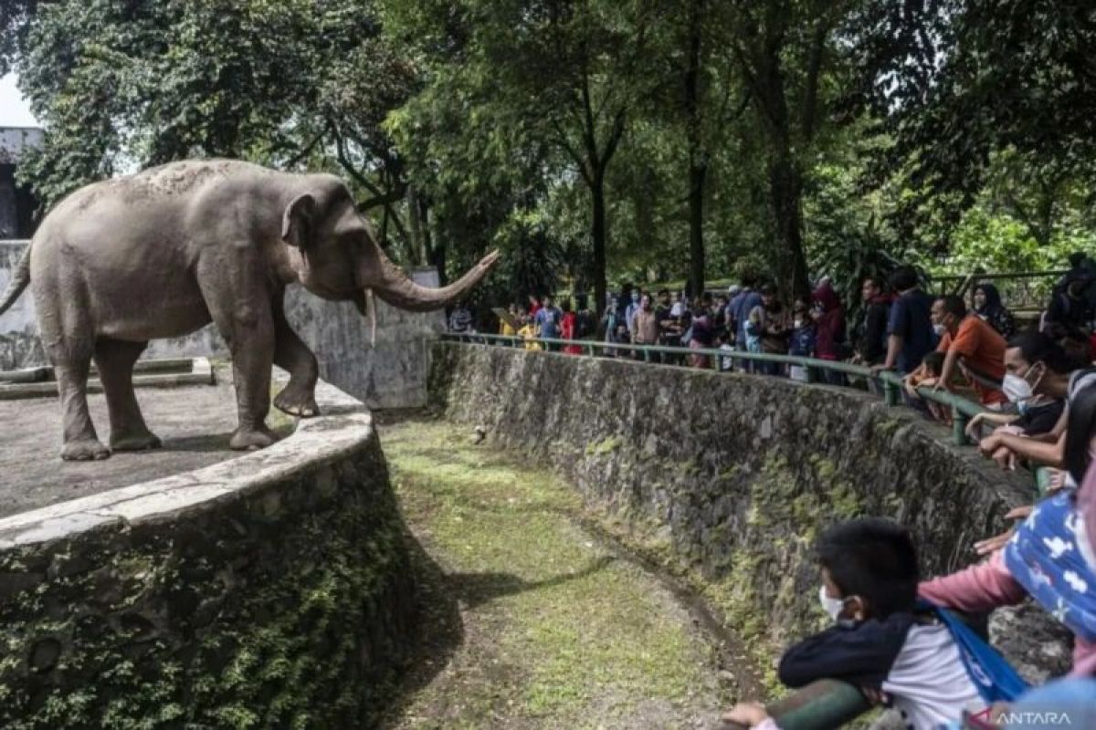 Margasatwa Ragunan sediakan mobil dan sepeda listrik untuk pengunjung