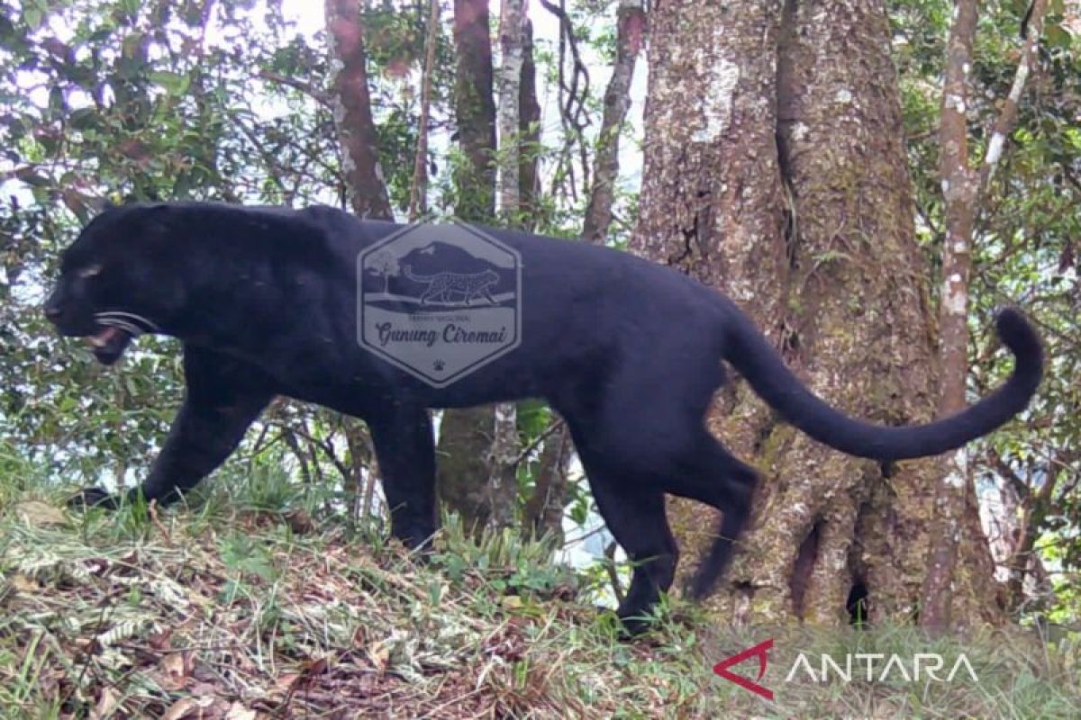 Balai Taman Nasional Gunung Ciremai deteksi keberadaan tiga macan tutul