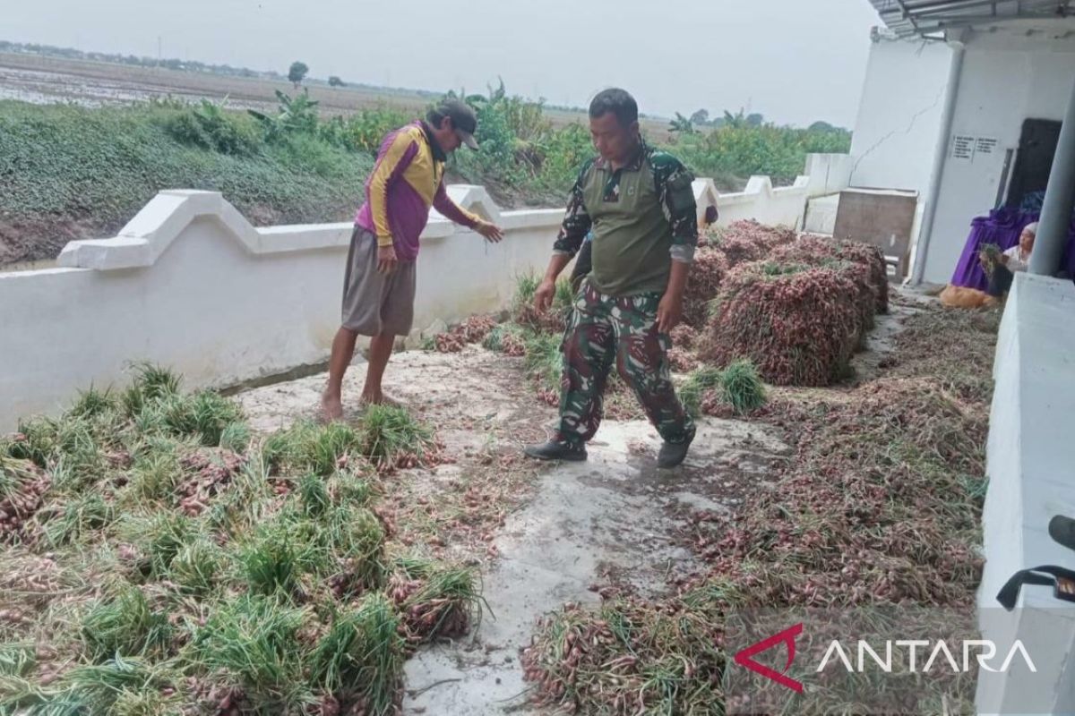 Korem 051 panen bawang merah di Bekasi untuk mendukung ketahanan pangan