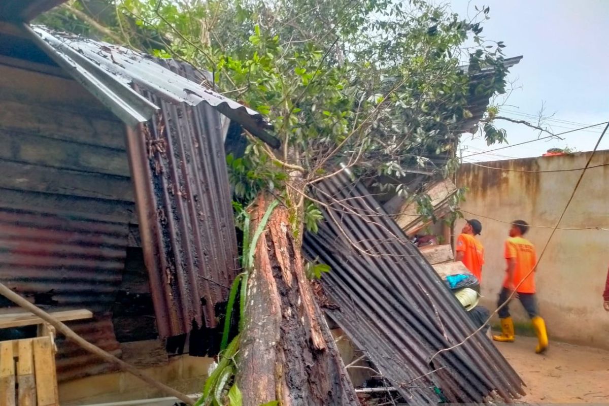 BPBD Babel: Dua orang meninggal akibat pohon tumbang