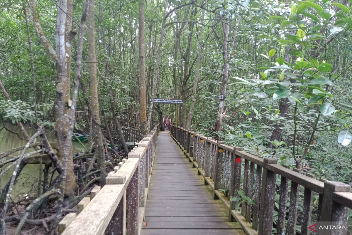 Kabupaten Penajam kembangkan hutan bakau  jadi laboratorium alam