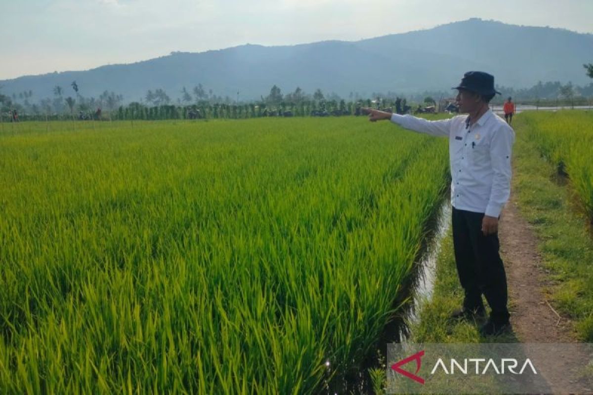 Distankan Rejang Lebong upayakan peningkatan bantuan petani