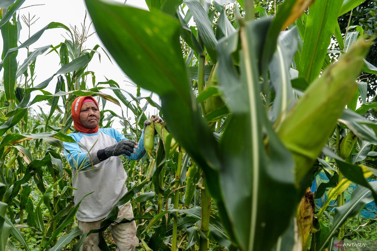Produksi jagung Januari-Juni 2025 di Lebak capai 2.210 ton