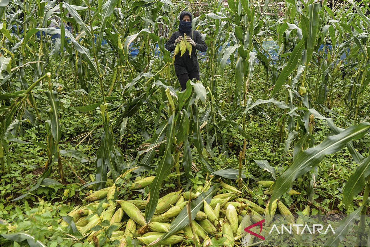 Kenaikan harga jagung manis jelang tahun baru