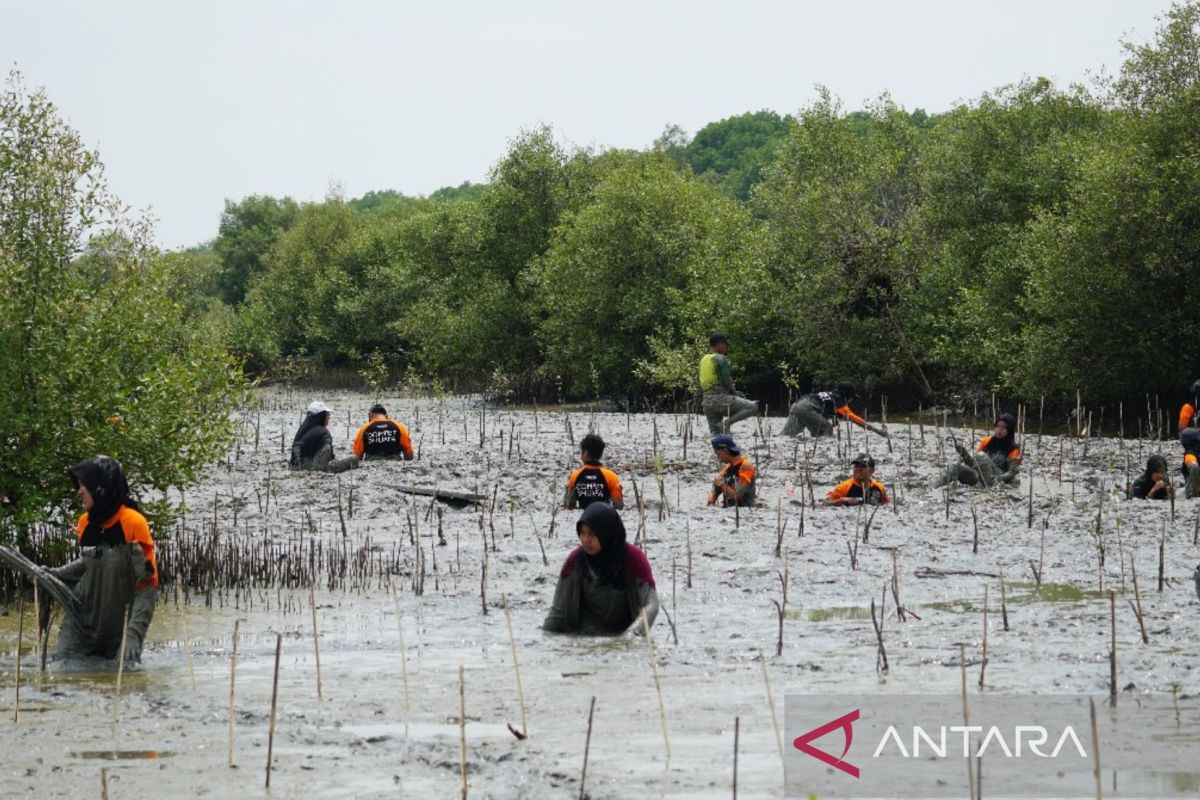 Dompet Dhuafa tanam mangrove di Pulau Mangare