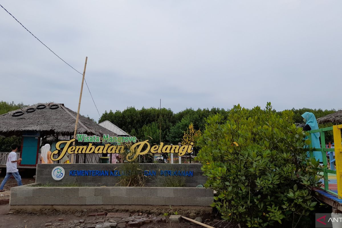 Pemkab Serang konservasi mangrove pesisir utara