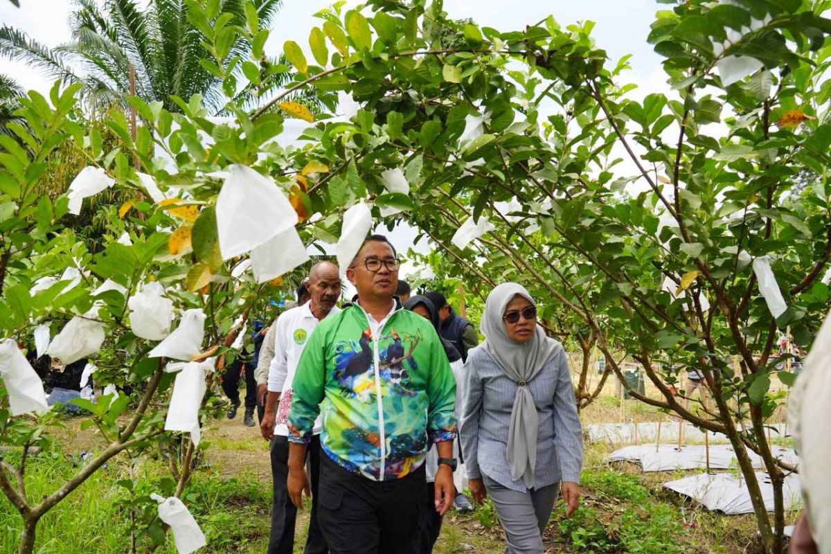 Pj Gubernur: Long Kali jadi sentra buah Kaltim dukung ketahanan pangan