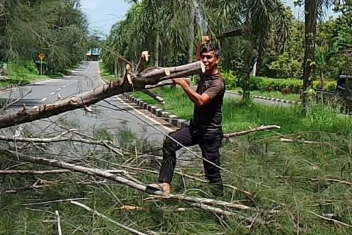 Tragis, dua warga Pangkalpinang Babel meninggal ditimpa pohon tumbang