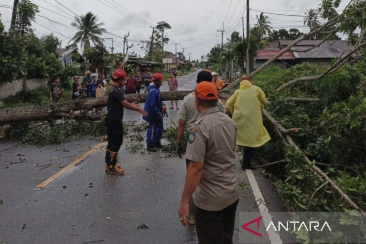 BPBD Belitung imbau warga waspada pohon tumbang