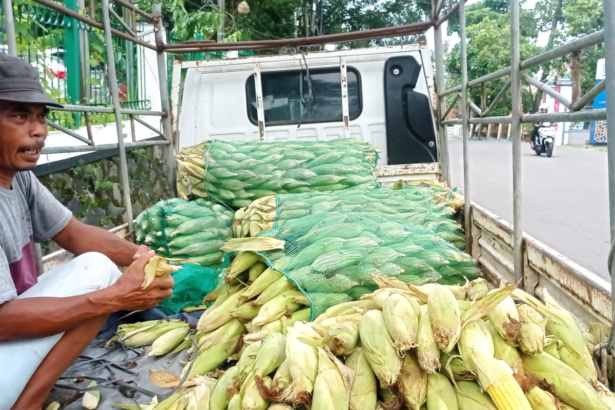 Petani jagung di Lebak raup keuntungan saat malam tahun baru