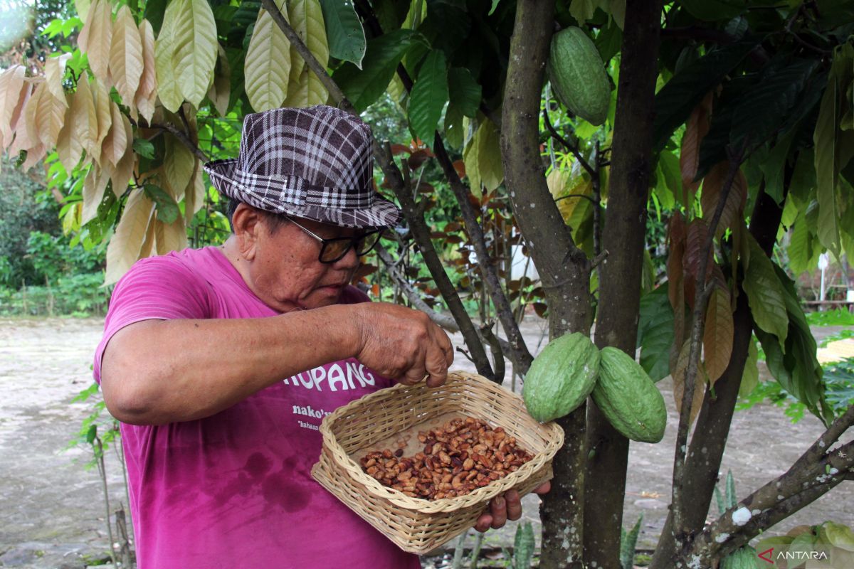 Kemendag: Peningkatan harga kakao karena produksi di Afrika Barat turun