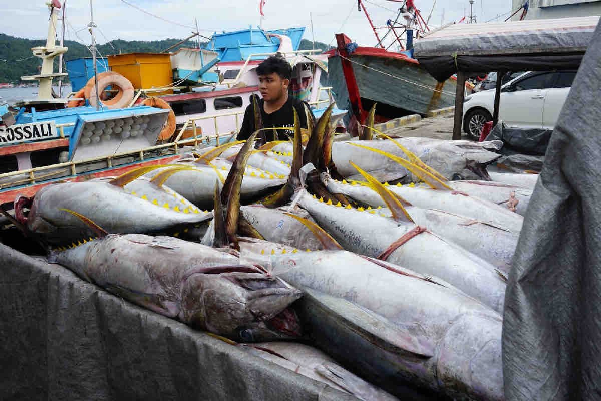 Sistem pascaproduksi PIT tingkatkan PNBP SDA perikanan 30 persen