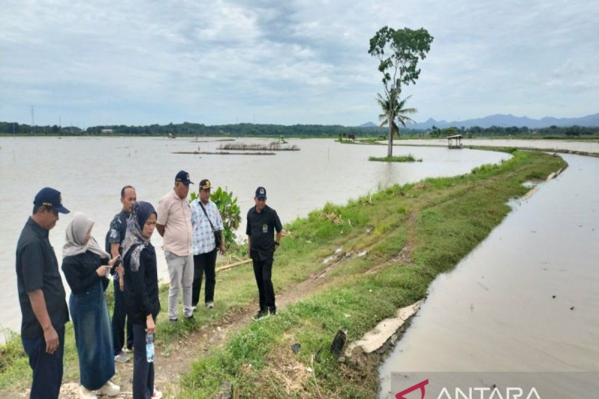 Komisi III DPRD Kulon Progo meninjau sawah 360 hektare terendam air