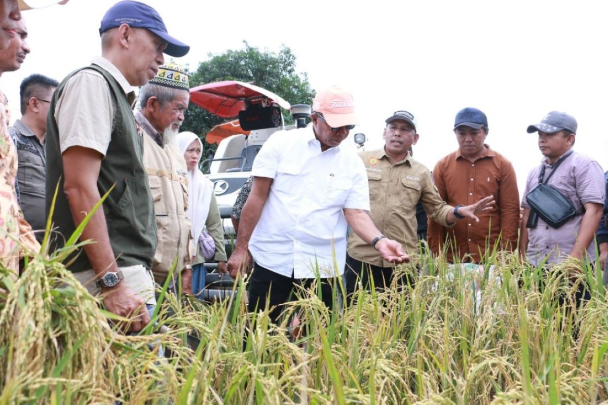 Bupati Bulukumba panen raya padi metode Salibu di awal tahun 2025