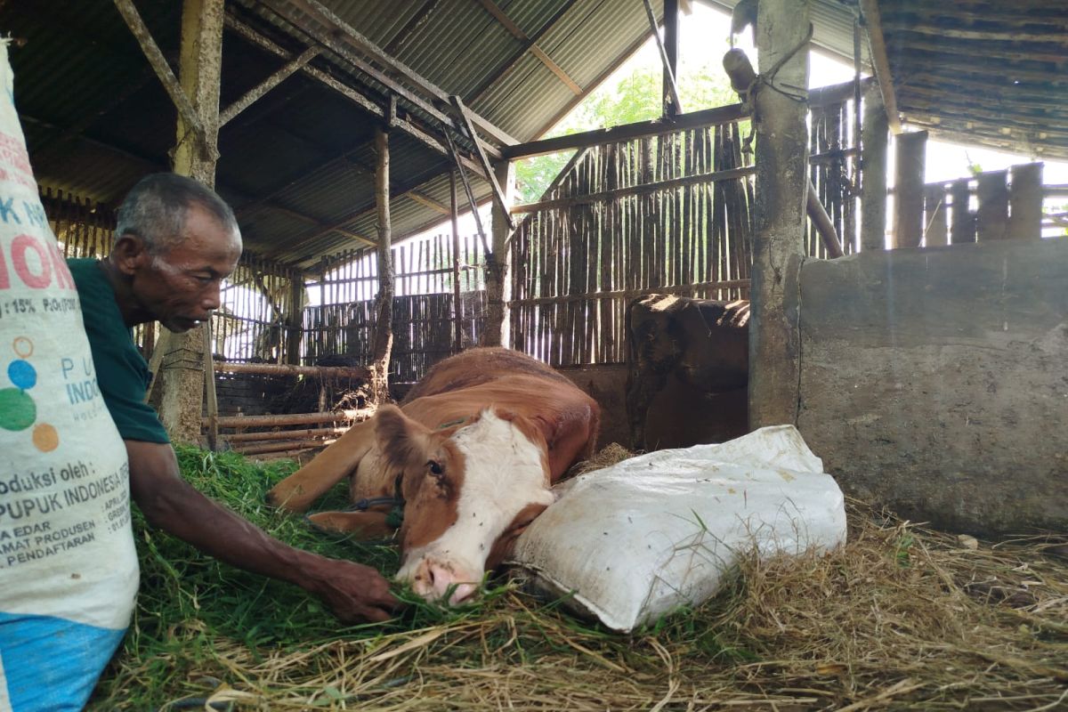 Diduga PMK, empat sapi di Ponorogo mati mendadak