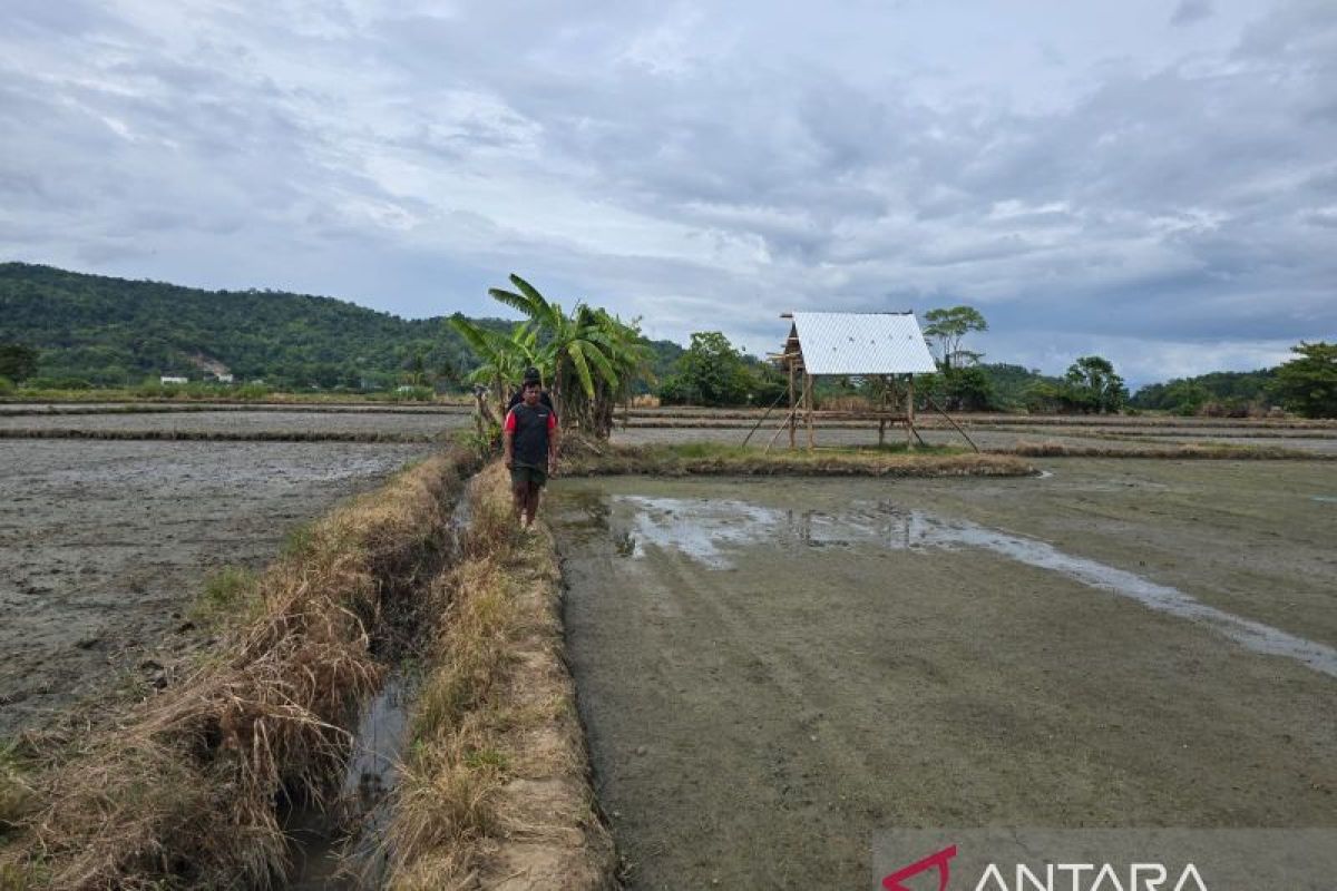 Petani di Bombana laporkan penyerobotan lahan sawah di Polres