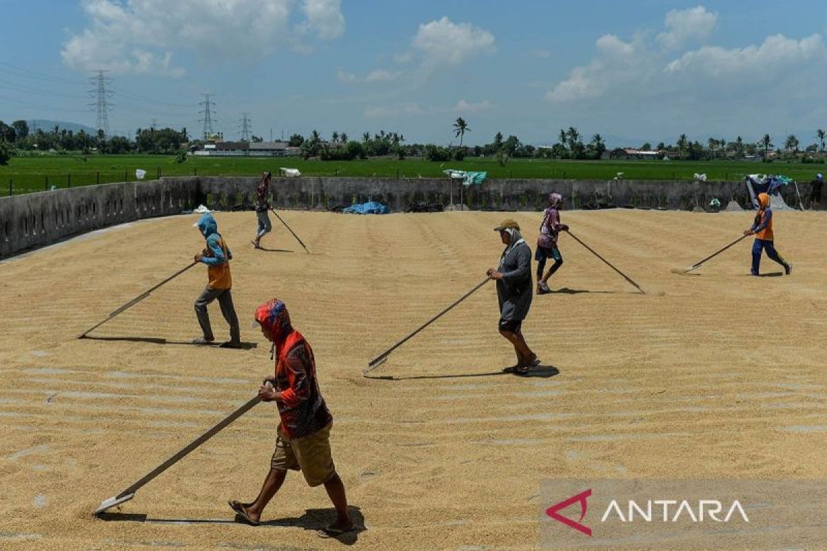 Pemerintah beli gabah petani