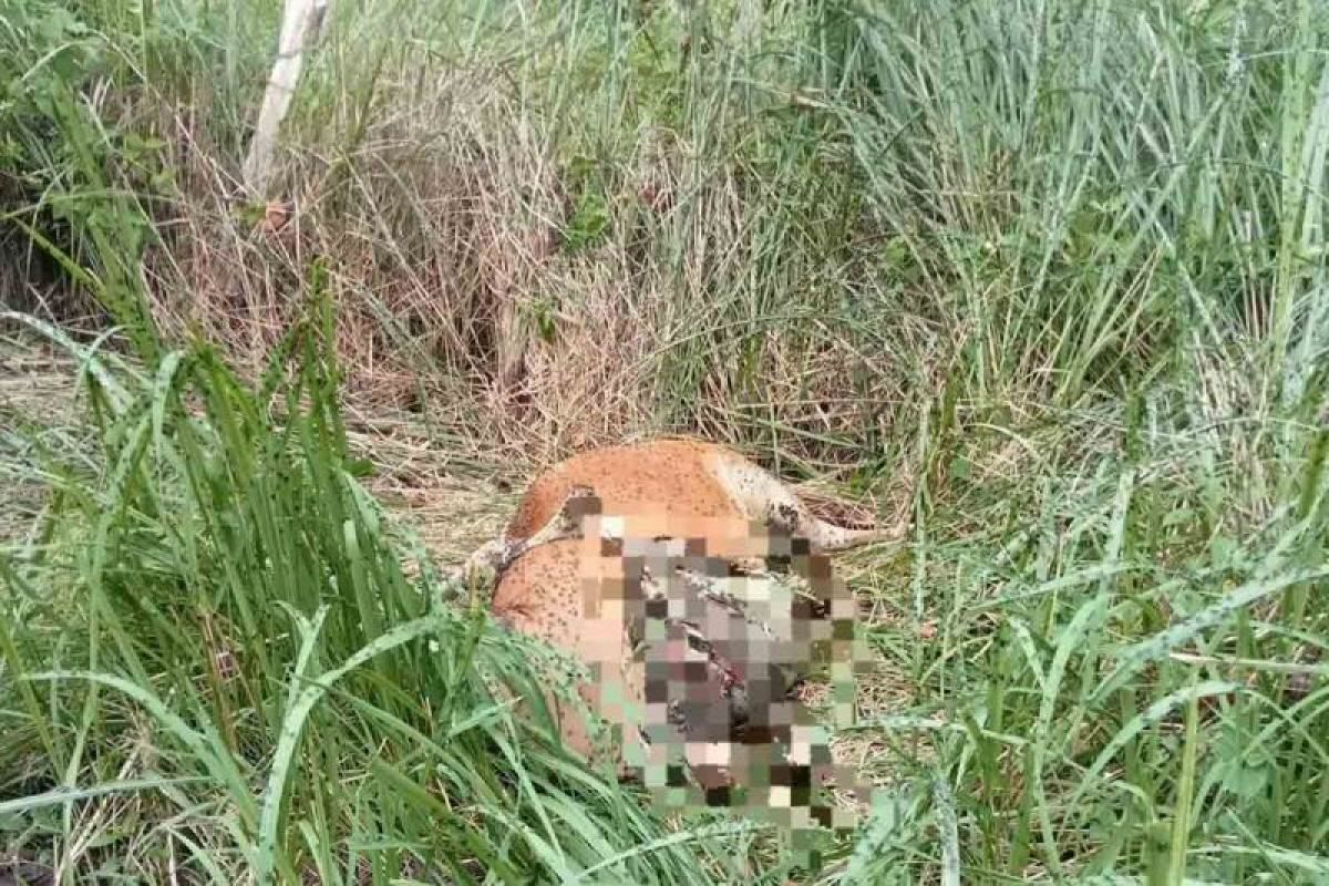 Harimau mangsa sapi di Aceh Timur