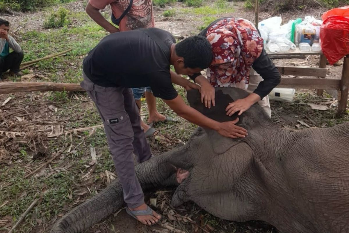 Gajah di Balai TNTN mati, ini penyebabnya