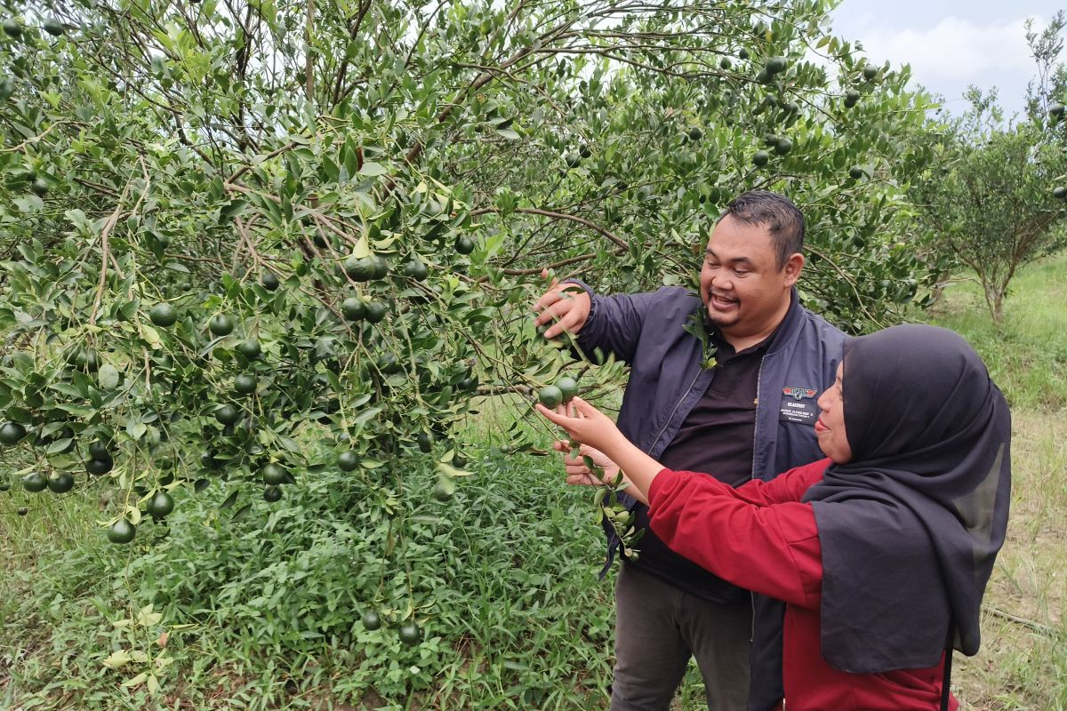 Petani Sejiram Sambas dibantu PLN untuk tingkatkan produksi jeruk