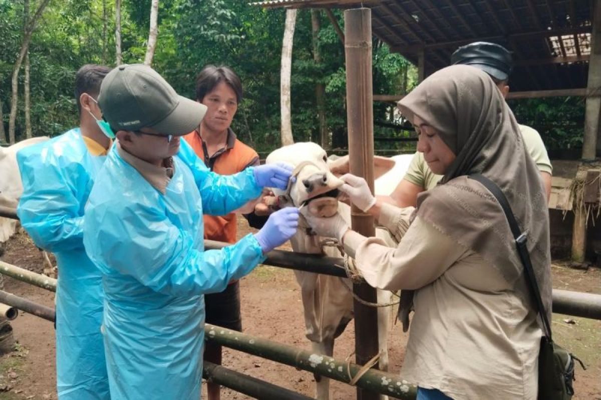 Daerah diminta menutup pasar hewan ternak selama 14 hari jika kasus FMD ditemukan.