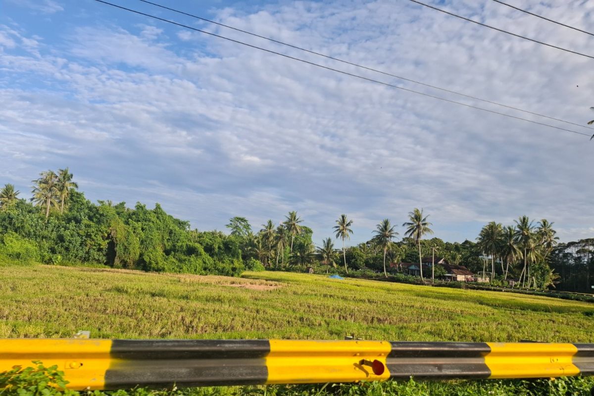 Produksi benih padi Lampung selama 2024 hanya 9.606 ton