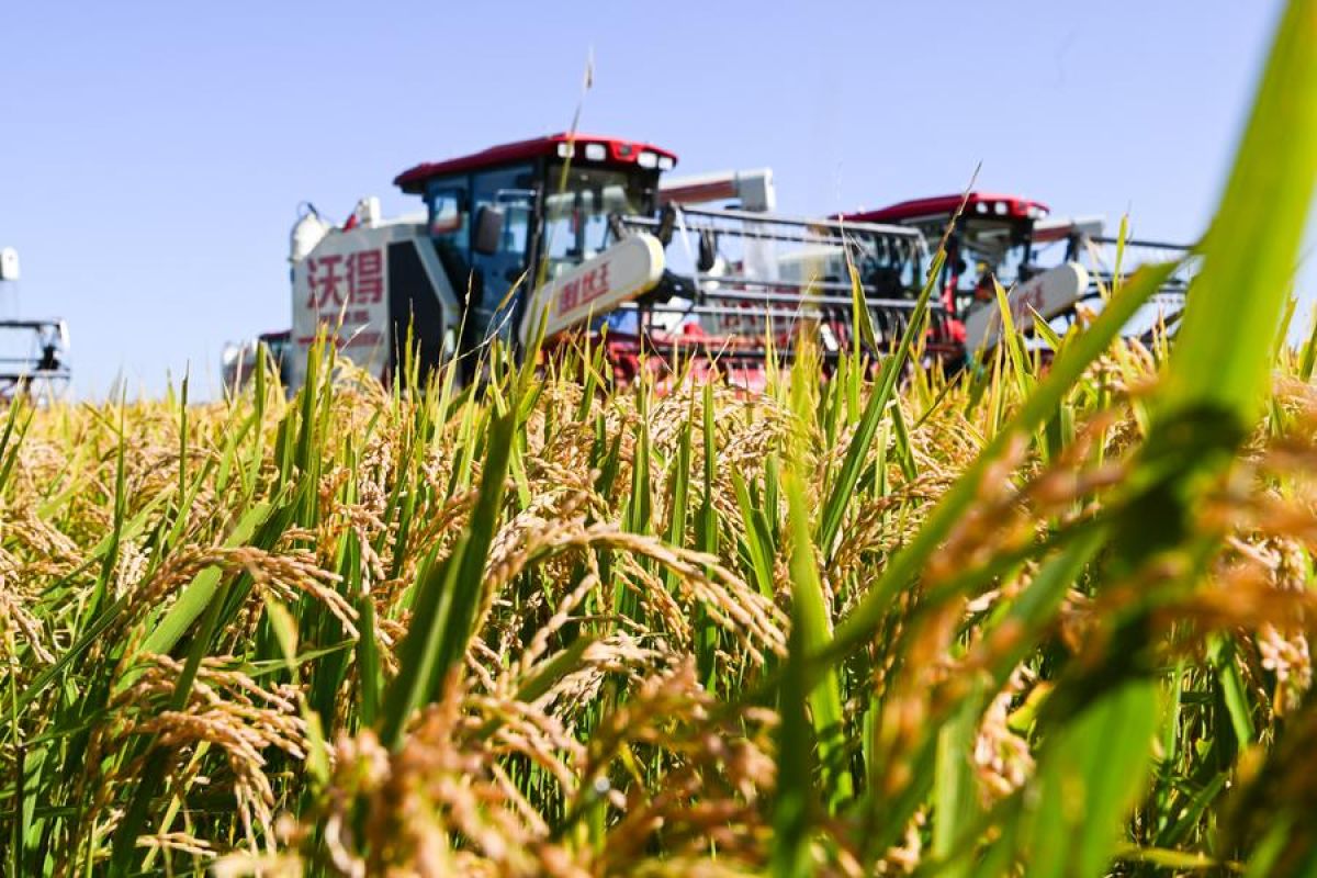 FAO: Harga pangan dunia turun 2,1 persen pada 2024