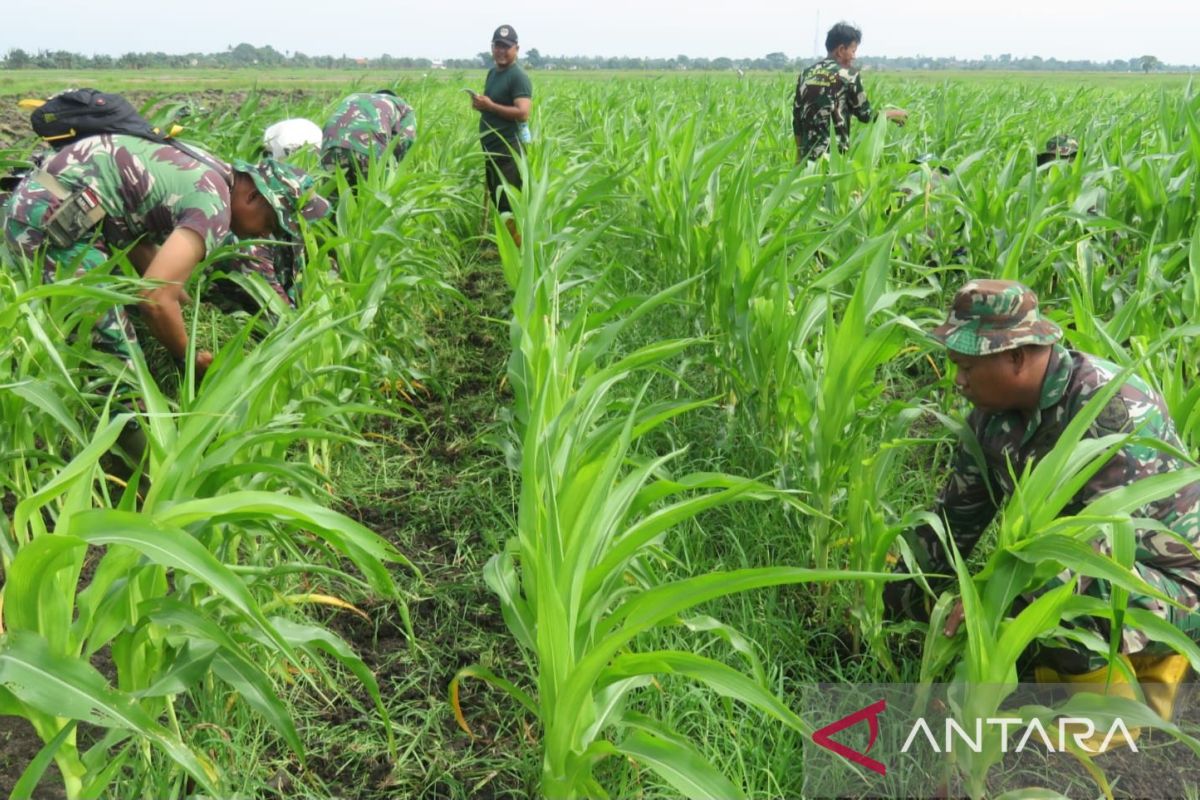 Korem 051/Wijayakarta tanam jagung di lahan pertanian Bekasi