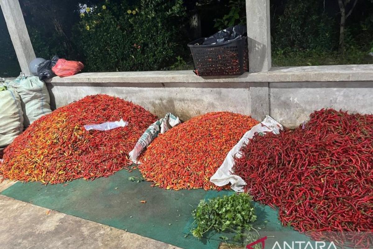 Belitung membutuhkan teknologi penyimpanan cabai untuk stabilitas harga