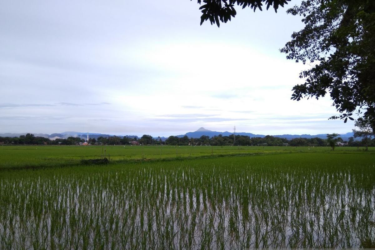 Petani di Maros lakukan penanaman awal tanam 2025