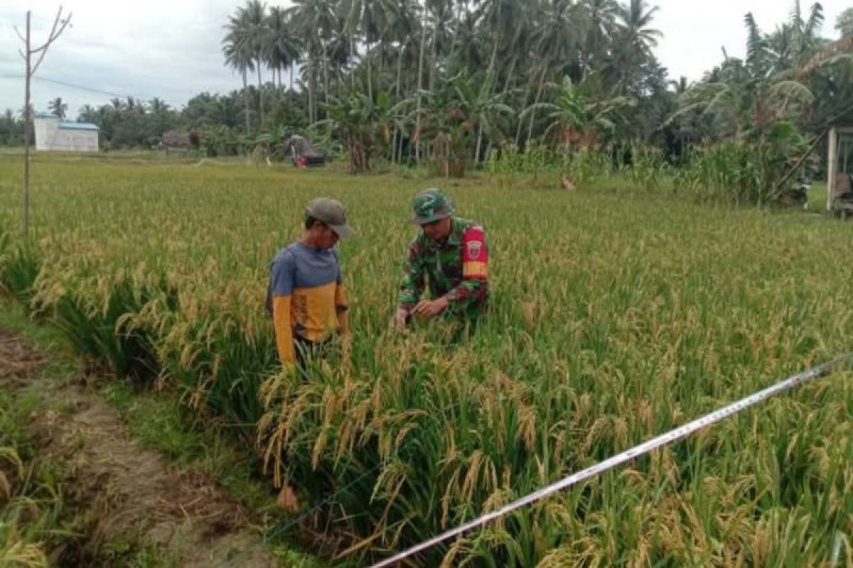 Kodim Pasangkayu kerahkan Babinsa dampingi petani