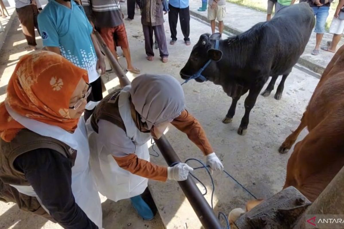 Sebanyak 180 sapi di Lamongan terjangkit PMK