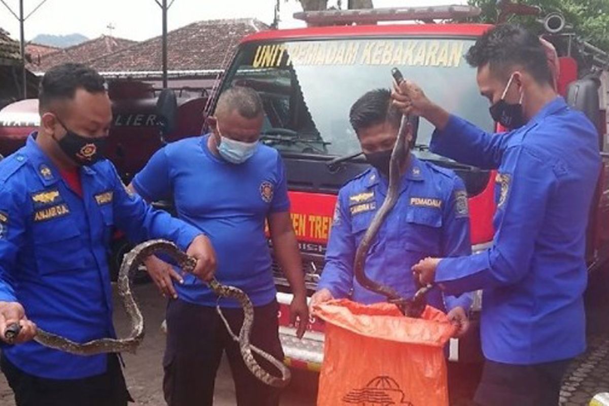 Damkar Trenggalek evakuasi ratusan ular dari pemukiman selama 2024