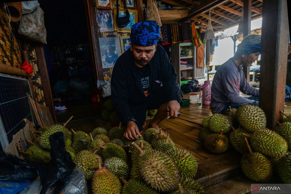 Durian khas Badui menjadi daya tarik tersendiri bagi wisatawan