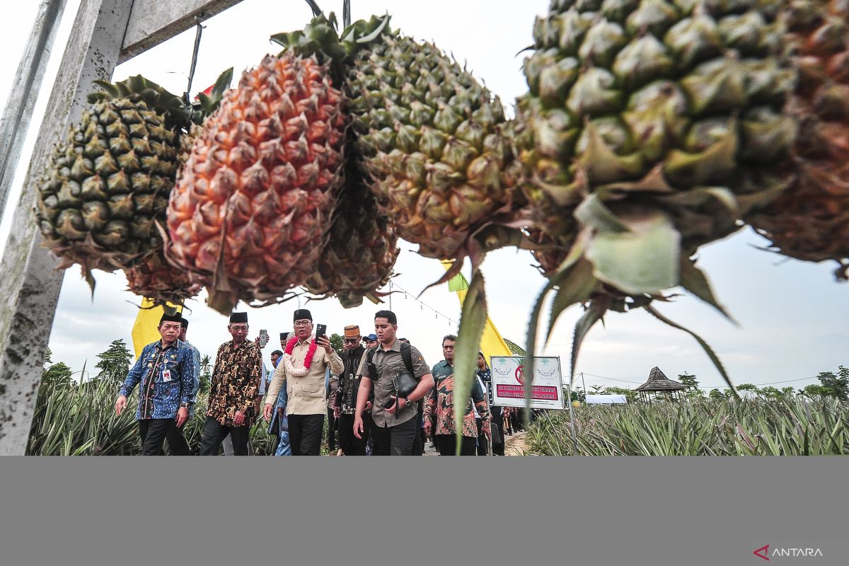 Anggota DPR harap Hari Desa jadi titik awal sinergi majukan desa