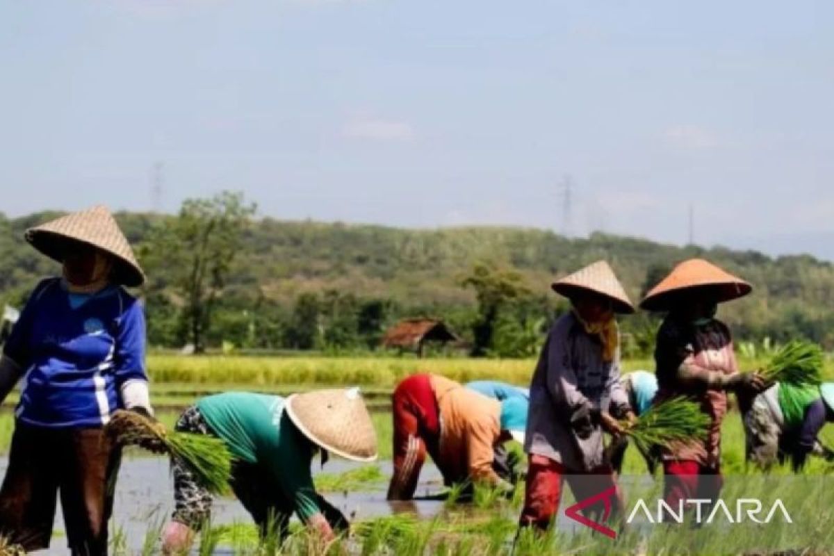 Situbondo terima pupuk subsidi urea 29.960 ton tahap pertama 2025