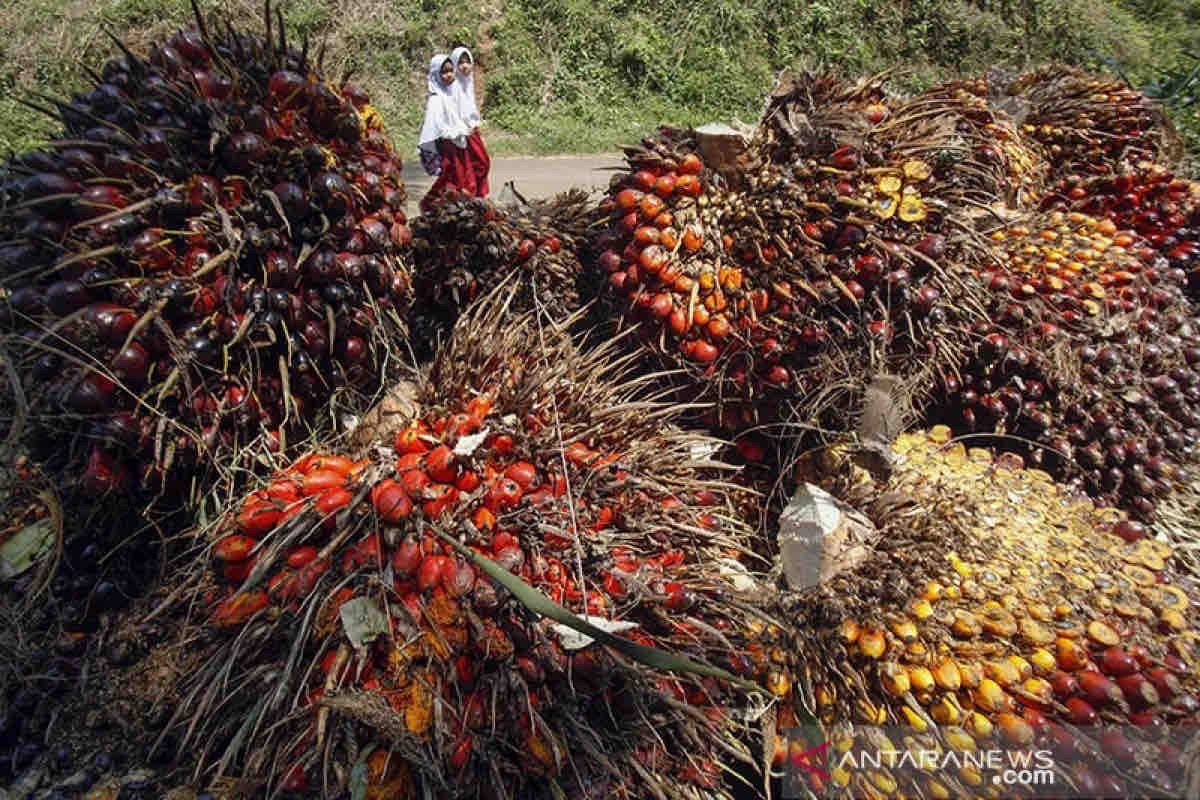 Apkasindo: Petani dukung gagasan Presiden Prabowo soal sawit