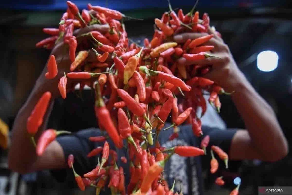 Senin ini, harga cabai rawit merah turun Rp30.170 jadi Rp38.380/kg