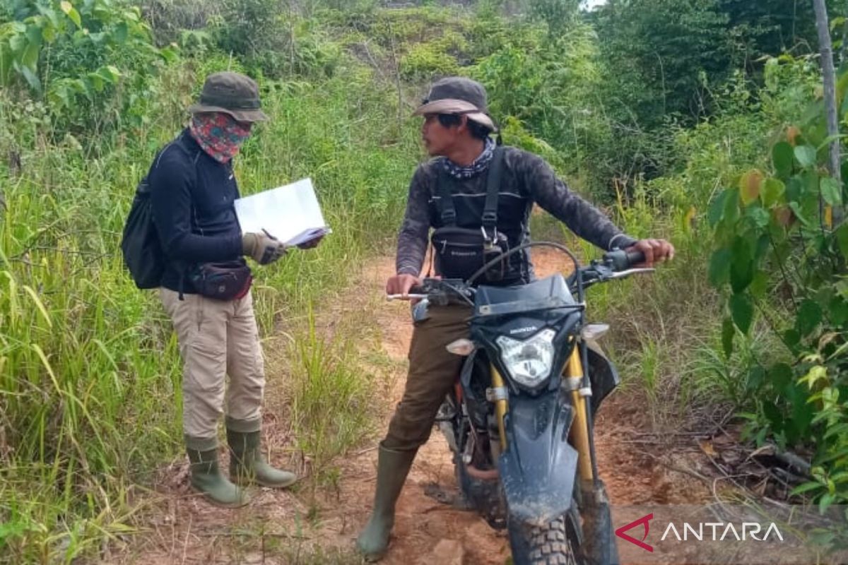 80 persen hutan Mukomuko rusak akibat perambahan