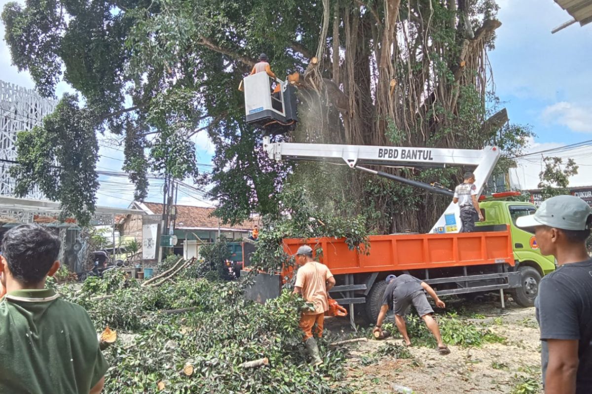 BPBD Bantul kerahkan alat berat pangkas pohon beringin di pertigaan Kasongan