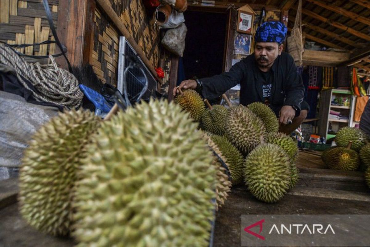 Musim durian di Badui