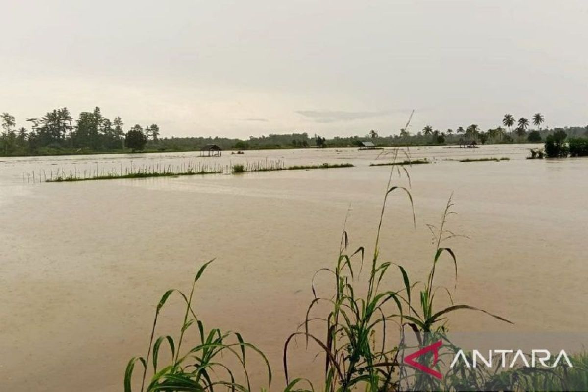 Puluhan hektare sawah di Seram Utara terancam gagal panen, ini rekomendasi DPRD Maluku