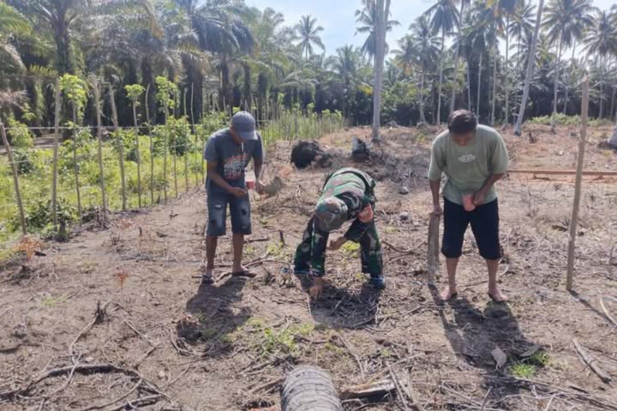 Kodim Pasangkayu dampingi petani kembangkan tanaman jagung